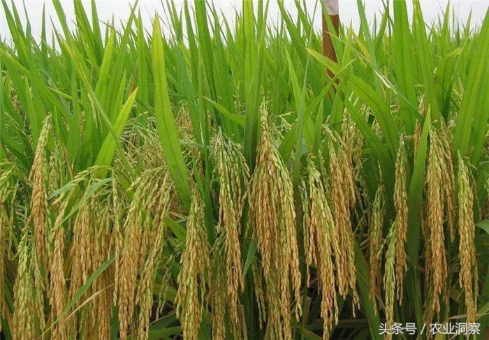 1、水稻：产量预测：“十三五”及未来10年，水稻种植面积稳中略减，单产有望稳步提高，总产量基本保持稳定。预计2016年稻谷总产量为20899万吨(折合大米14629万吨)，2020年为20507万吨(折合大米14355万吨)，2025年为20603万吨(折合大米14422万吨)。 