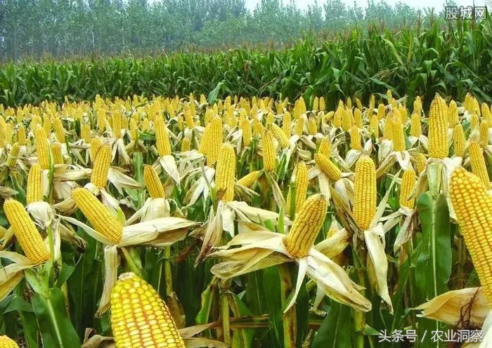 3、玉米：产量预测：十三五”期间玉米种植面积和产量将大幅度缩减，到2020年面积降为3441万公顷，产量降到20567万吨。预计2025年面积、产量分别为3455万公顷和21229万吨。 