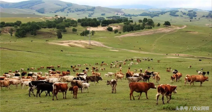 牛羊肉：消费预测：“十三五”期间，随着居民收入水平的提高和城镇化步伐的加快，牛羊肉消费持续增长，到2020年，牛肉和羊肉消费量分别为860万吨、535万吨，年均增长率均为2.9%。到2025年，牛肉羊肉消费量分别为954万吨、590万吨，较2020年分别增长11.0%、10.3%。 
