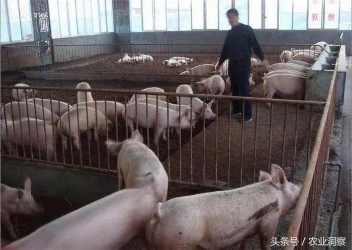 生猪：消费预测：“十三五”期间，中国猪肉消费量年均增1.2%，预计2020年将达到5880万吨。“十四五”期间，受经济增长和人口增加等因素影响，猪肉消费量增速加快，年均增1.5%，2025年达到6320万吨，人均占有量达到44.70公斤/(人·年)。 