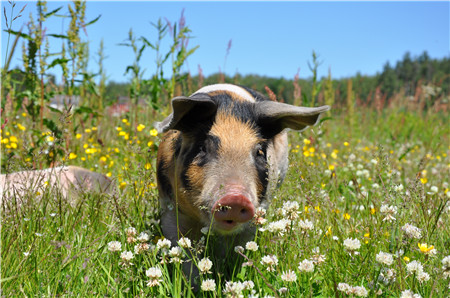 猪价持续走低，专家预计5月将有反弹 