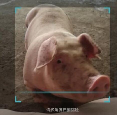 近年来人脸识别可以说是越来越流行,不管是银行,医疗,科技,教育还是交通各个领域,都得到了广泛的运用。 特别是随着苹果 X的推出,许多安卓手机厂商都跟进推出了配备人脸识别技术的智能手机产品,并且部分老机型也都陆陆续续通过系统升级的方式获得了这一功能。 万万没想到,如今人工智能已悄然融入养猪生产中,又流行起了“猪脸识别”。 近日,国家生猪产业体系首席科学家、中山大学教授陈瑶生正式发布“猪脸识别”技术并投入使用。 跟手机上的人脸识别类似,猪脸识别技术也能够通过手机“扫一扫”猪脸,然后识别出“眼”前的猪,就能得到猪的编号、父母、品系等信息,以了解每头猪的进食偏好、食量、健康状况等。 据了解,目前,掌握猪脸识别技术的团队已经入驻广州种业小镇,其研究成果将广泛应用于养殖管理、食品安全等领域。到昨天上午,全国已有1692个养猪场的168821头大猪参与猪脸识别体验。 开发团队表示,“猪脸识别”系统融合了图像识别、算法分析、机器学习等处理技术,有着识别精准度高、可实时手机端应用、养猪用户提供免费使用等优势,提高养猪行业生产效率、降低养殖成本。 对于消费者而言,最关注的就是食品安全方面的问题。 近年来,猪生病的情况依然时有出现,在食品安全上也暴露了很大的隐患,买放心猪肉成为了大家的希翼,而猪脸识别,除了能帮每一头猪建立它们的档案,还能作为全天候的“疾病勘察器”,根据猪的体态情况判定它的健康情况,从而及时帮助农民做好隔离防范措施,减少损失。 不过,猪脸识别技术在使用过程中也遇到种种难题。比如说,猪脸信息录入要求多角度扫描,而猪不是躺着就是眯着眼,操编辑需要花费不少工夫才能完成拍照。 此外猪还受到生活环境、彼此打斗等影响,把脸弄得脏兮兮的,不易识别。