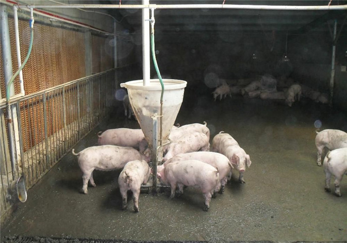 整体上，3月底4月初猪价将触底，并且将出现小幅的回暖，但出现明显上调的可能性较小。对于猪场来说，在风险较大的背景下，淘汰性能较差的母猪，同时，加强疾病防疫，饲养管理，精养、细养为上策。