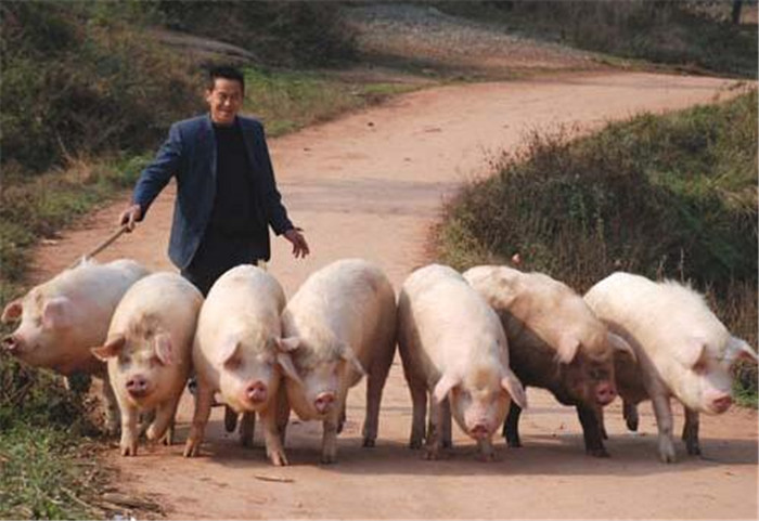 ■ 4、屠宰企业恶意压价   猪价是由屠宰企业直接制定的，在春季消费高峰期猪价应该上升时屠宰企业降低生猪收购价格，维持猪肉消费价格，从中赚取大量差价。