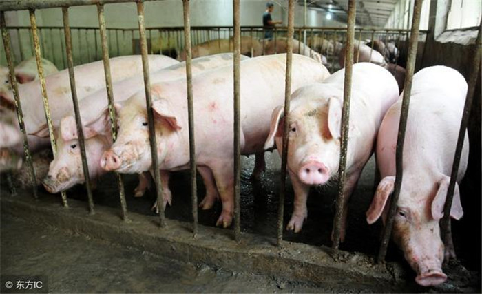 很多朋友不知道，其实猪很容易得胃溃疡，是一种很常见的病，症状大概是食欲不振，粪便带有血丝，而且经常性的呕吐，造成猪种体质消瘦，抵抗力减弱，甚至有可能造成死亡。   现在的大农场养殖兴起，养殖规模越来越大，猪胃溃疡病越来越常见，发病率也越来越高。