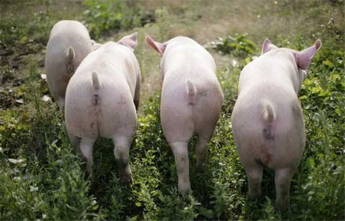猪患有胃溃疡以后，营养难以吸收，养殖户有时候以为是饲料营养不够，加大饲料喂养的量，饲料消耗也不断增大，成本就越来越高。抵抗力减弱，其他疾病的患病率也随之增高，治病的成本又提高，养殖成本不断增加。