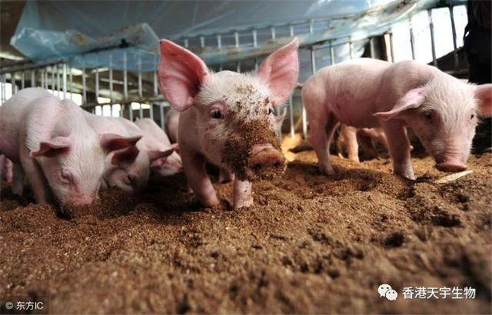 最近，走访养殖场户，约有70%的养猪场户手里面都有或多或少待售的育肥猪，他们都在等行情，每天都上网看猪价，焦虑心急如焚。