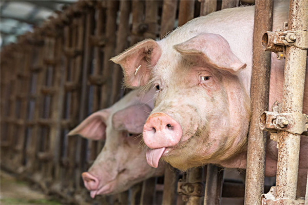 1、短期看生猪价格  据有效数据显示，从2017年10月开始仔猪饲料销量出现了下滑，说明10月时的仔猪数量在下跌，而目前出栏的肥猪正是17年10月份的仔猪，说明目前的肥猪出栏数较之前会下跌，再加上进口肉数量的减少，短期来看猪价仍会有小幅上升。所以农村养猪人不必过于紧张，若手里资金充足可以选择再压栏一段时间。