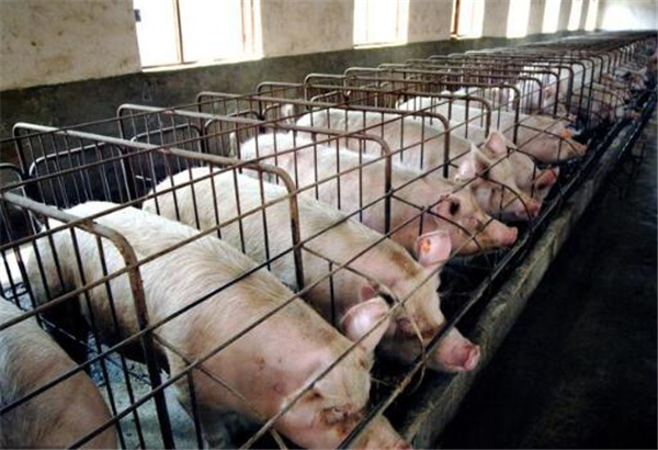 3、长期看生猪价格  养猪将在未来2-3年处于微利时代，因为各大猪场都在2016年储备了足够的资金，加上现在集团都是生猪产业链式发展，对他们来说养殖成本相对较低，对猪价的耐受力进一步增强，这无疑会拉长此次猪周期。预计，猪价出现明显好转需要等到2019年底甚至2020年初。