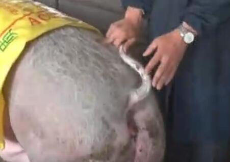 养猪技术视频：实拍母猪人工授精的过程 