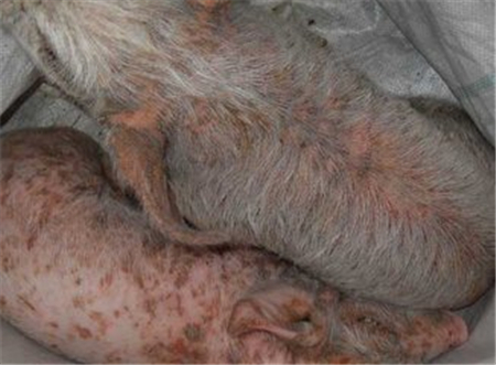 猪渗出性皮炎、油皮猪最详细的治疗和预防方案！