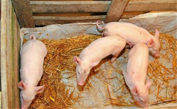 3、早期隔离断奶的仔猪则在14日龄断奶，美国大的规模化猪场（1200头以上)设计的断奶是18~23天，平均为21天；加拿大、巴西是21天，澳大利亚多为22天，但是不早于18天；欧盟2006年规定为28天，但从生产性能来讲最好是28天；有研究表明，21日龄断奶仔猪的日采食量和生长速度显著低于28日龄断奶仔猪；小的规模化猪场，因其设备和饲养技术达不到故多为35天断奶，农村散养户多为60日龄断奶。