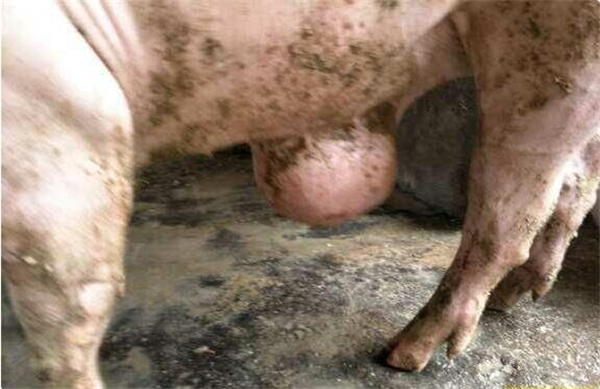 一农户家养猪,可猪肚子下长个东西,农户犯了愁!
