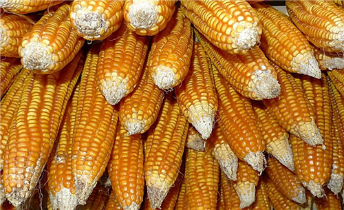 2018年04月08日全国玉米价格行情走势汇总