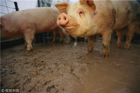 如何才能真正有效降低养猪成本 提高饲养效益