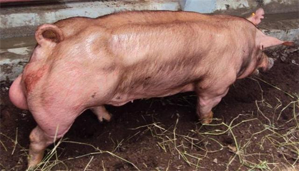 2、图中这种猪产自美国，叫杜洛克猪，这种猪和我们平时所见的不太一样，这种猪肌肉发达，身材结实，特点是：脂肪少，肌肉含量大，肉感结实。