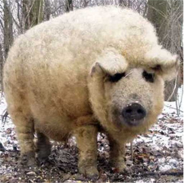 1、猪的身体，羊的外衣，这种看起来像是PS产物的动物是真实存在的。这种如今被英国农民养殖的猪种叫林肯郡卷毛猪，也被叫做“绵羊猪”。