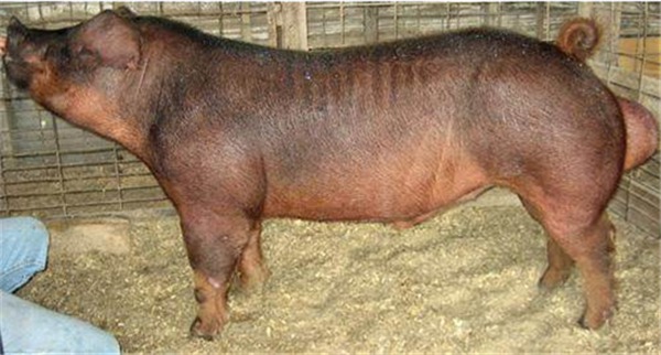6、卷毛猪的肉被誉为“猪界和牛”，价格昂贵，据说非常美味。