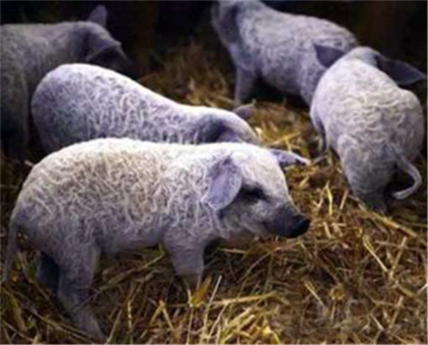 5、卷毛猪的肉和毛都有经济价值，受到英国农民的喜爱。