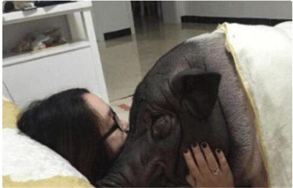 妙龄少女与猪同吃同睡 差点被170斤猪压窒息！