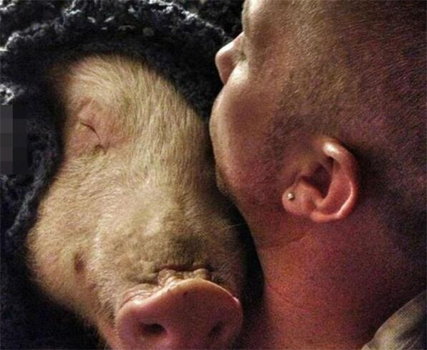 9.看到埃斯特幸福的趴在詹金斯的怀里睡觉的样子，应该是这世界上最幸福的猪了吧.