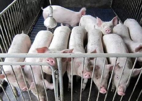 由于环境和饲料的突然改变,仔猪断奶转入保育舍后,极易出现下痢和拉稀,从而导致仔猪脱水甚至死亡,养殖生产也会因而受到很大损失。