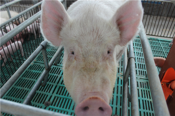 6.他养猪十多年，没有给猪用过脱霉剂，但是猪体内的毒素并不多，我们通过猪眼睛周围比较干净就可以看出来。猪体内毒素多，首先危害肝脏，猪的眼睛会分泌一些脏东西，污染猪的眼睛周围。