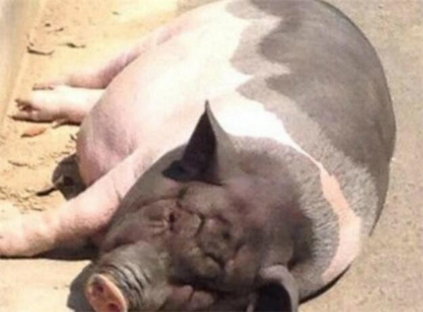 4.专家说这是家猪和香猪杂交后产生的猪，并非纯种香猪，所以它才会长大。