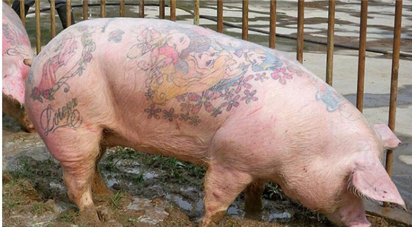 2.这名来自比利时的艺术家名叫维姆·德尔瓦，今年49岁，他从1997年开始为活猪文身。据悉，所有创作都是在将猪麻醉后进行