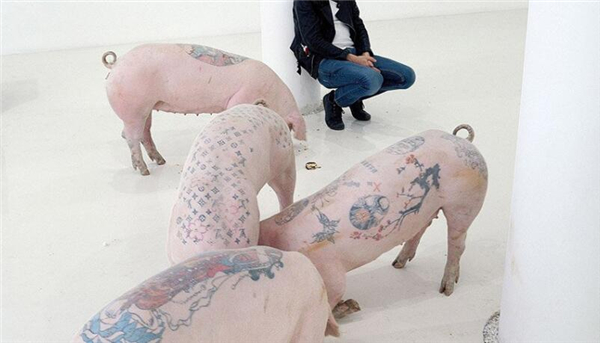 开眼界了！比利时艺术家为猪纹身~
