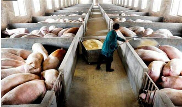 “二师兄”价格创十年最低 养殖户卖一头生猪要贴260元！