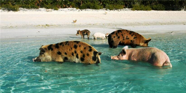 1、这些快乐似“神仙”的猪在巴哈马群岛上，是巴哈马东南方的一个小礁，因这里汇集了不少的野生猪，“猪岛”由此而得名。岛上人迹罕至，到处都是天然泉水，环境稳定，这里又称为猪的天堂。