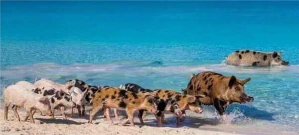 2、据说这些猪的“先辈”本是家畜，很多年前水手途径岛屿时留下来的，希望它们能成为日后航海时的食物补给，但从此之后水手们未再来过，猪群却在这里繁衍生息。