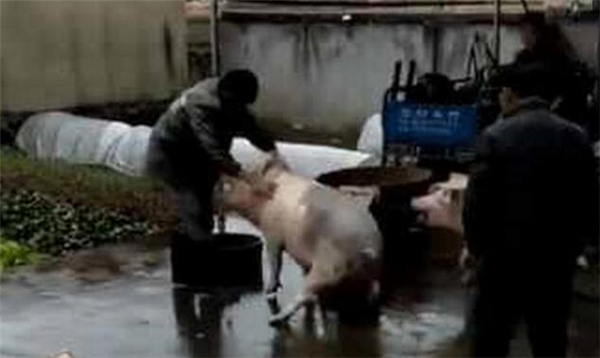 看看真正的猪友谊 小伙杀猪，结果猪同伴“见义勇为”!
