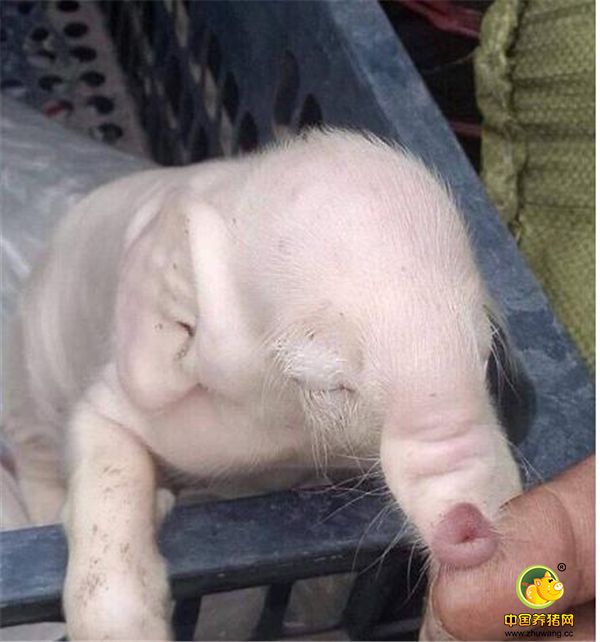 2、在柬埔寨某地，一只象头猪体的小猪出生了，这只小猪的出生可不平凡。它的长相引起了许多人关注，大耳朵长鼻子与大象十分相似。不知道的人会不会以为是白化了的小象呢。