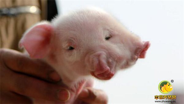 2、有人称呼是这只猪是杨戬转世，看到这只两张中间长出来第三只眼睛，我们甚是好奇。