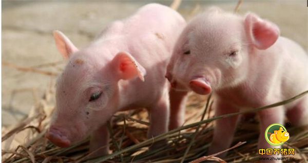 1、4年之前，江西南昌县幽兰镇东联村杜家自然村一头母猪产下的一头小怪猪，它长了三只眼睛、两个鼻子和两张嘴。