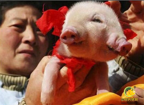 、这只小猪成了网红，小猪的主人给小猪带上了小红花和红色的领带，代表着杨世家族，呸！！代表着二师兄另辟新经。