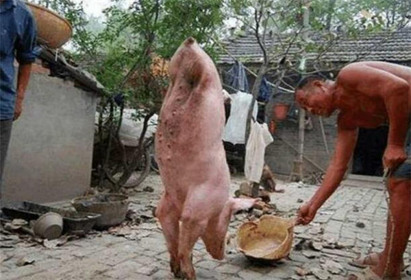 2、正当王大爷准备喂猪食时，看到这一头只有两只腿的猪，真的站立起来了！