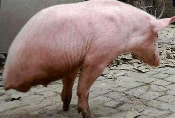 1、王大爷家养了个两条腿的猪，还能走路。