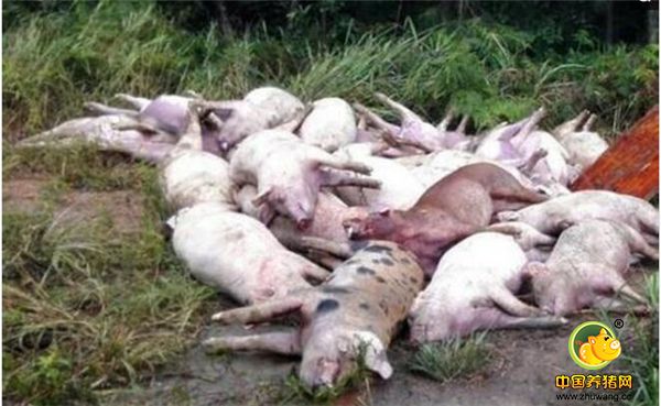 猪场火灾致5千猪死亡 焦黑尸体堆成小山损失1500万