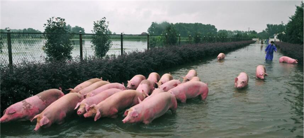 2、安徽六安舒城，西商集团的员工将淹没在猪舍里的生猪赶出养殖场检疫装车。