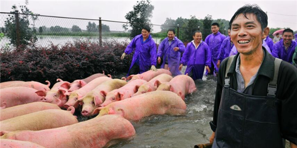 1、据中国新闻网消息，猪场员工、安徽西商集团员工正在在组织救援队伍，穿过一米多深的水道进入猪场。2016年7月5日，安徽六安舒城，养殖户李祖明和西商集团的员工一起涉水赶着生猪装车。