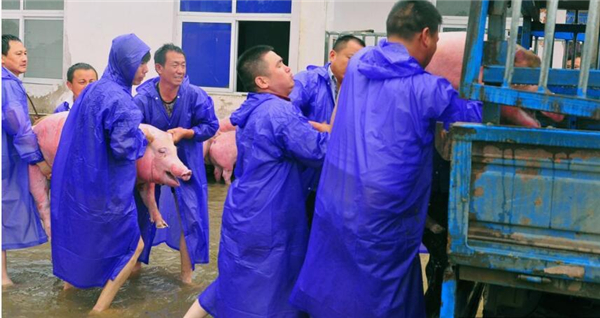 5、安徽六安舒城，西商集团的员工将检疫合格的生猪装车。