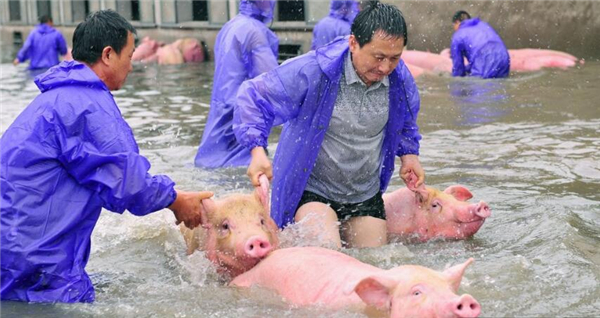 4、安徽六安舒城，西商集团的员工将生猪从猪舍中牵出装备检疫装车。 