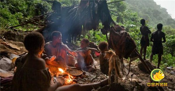 1、巴布亚新几内亚有一个原始部落，部落族人叫做巴族，猪是他们衡量财富的标志。