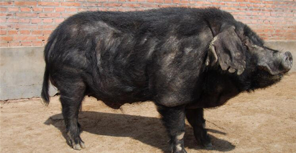 1、东北民猪是东北地区的一个古老的地方猪种，有大（大民猪）、中（二民猪）、小（荷包猪）三种类型。除少数边远地区农村养有少量大型和小型民猪外，群众主要饲养中型民猪。
