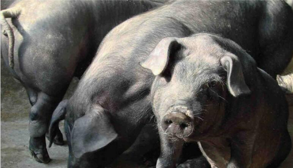 3、东北民猪与重庆荣昌猪、中原太湖猪并称为中国三大地方优质猪种，并入选世界8大优质猪种。