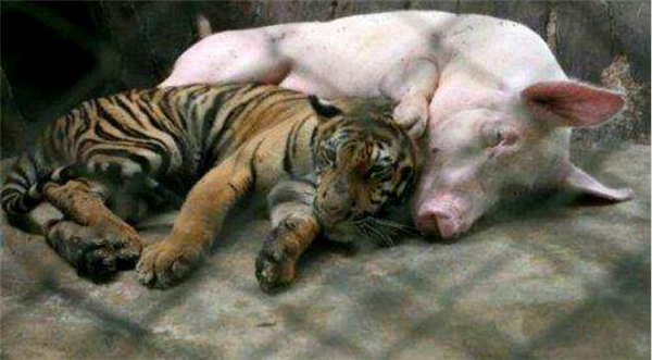 1、这是一只被老虎妈妈遗弃的小老虎，被饲养人带回来，小老虎现在和猪同睡