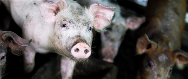 今年农民养猪能挣着钱吗？